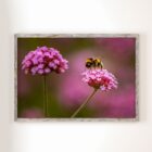 Bee-life-framed-vstudio-fine-art