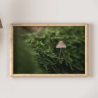 Micro world mushroom landscape framed fine art print