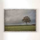 Alone tree in the middle of the field landscape framed fine art print