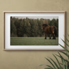 Wild Horse animal fine art print