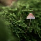 Mini mushroom in the forest landscape fine art print