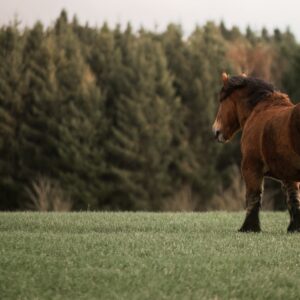 Wild Horse animal fine art print