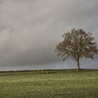 Alone tree in the middle of the field landscape fine art print