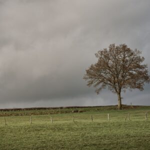 Alone tree in the middle of the field landscape fine art print