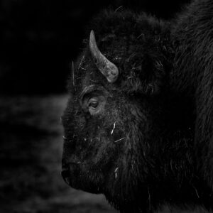 Fine art print nature bison