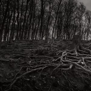 Fine art print landscape Tree roots