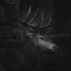 VStudio Deer animal fine art print